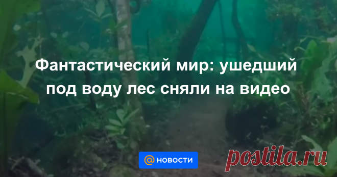 Фантастический мир: ушедший под воду лес сняли на видео Просто дух захватывает.