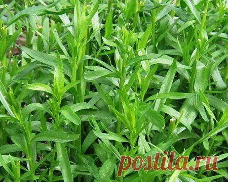 Тархун. Полезные свойства Тархуна (Эстрагона). Применение Тархуна (Эстрагона) в медицине. Лечебные свойства Тархуна (Эстрагона). Какие болезни лечит Тархун.