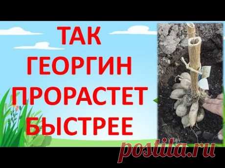 КАК ПОСАДИТЬ ГЕОРГИН (ДАЛИЮ)