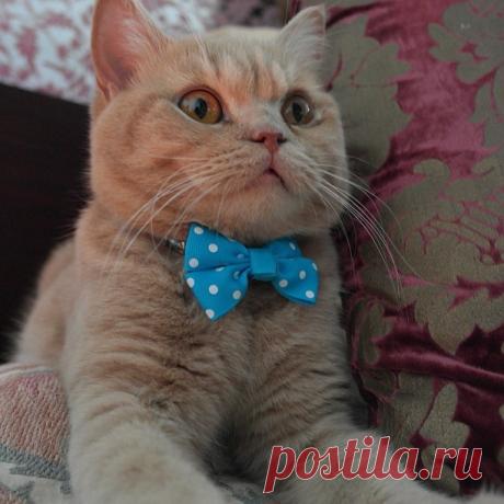 Lovely-KittyCats, petspot: ...