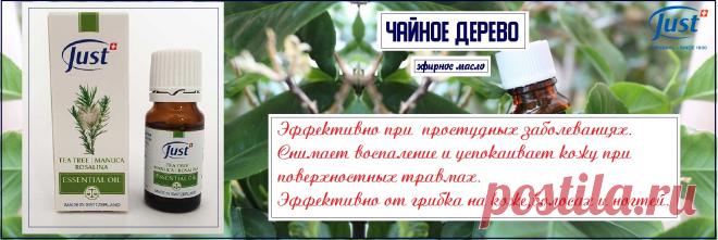 Натуральное эфирное масло Чайное дерево.Помогает справиться с умственной и эмоциональной усталостью. Обеспечивает ясность ума и способствует целеустремленности. Мощный антисептик, иммуномодулятор.