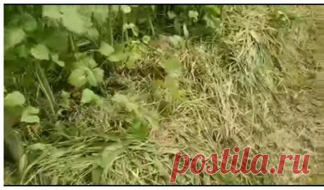 После посадки белых грибов на участке невозможно пройти!