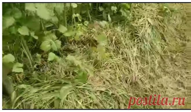 После посадки белых грибов на участке невозможно пройти!