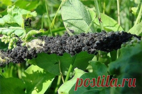 25 СПОСОБОВ ИЗВЕСТИ ТЛЮ!!!

1. Водкой. Для обработки пойдет самая дешевая. Все, что нужно, так это налить ее в пульверизатор и опрыснуть растения.
2. Кока-колой. Использовать так же, как и водку.
3. Хозяйственным мылом: 200 г растворить в 10 л воды.
4. Нашатырем: 1 ст. ложку развести в 10 л воды.
5. Кальцинированной содой: 1 ст. ложку растворить в 1 л воды. Добавить 40 г хозяйственного мыла.
6. Золой: 200–300 г залить 5 л крутого кипятка, остудить, процедить, добавить 20 г...