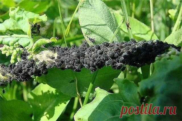 25 СПОСОБОВ ИЗВЕСТИ ТЛЮ!!!

1. Водкой. Для обработки пойдет самая дешевая. Все, что нужно, так это налить ее в пульверизатор и опрыснуть растения.
2. Кока-колой. Использовать так же, как и водку.
3. Хозяйственным мылом: 200 г растворить в 10 л воды.
4. Нашатырем: 1 ст. ложку развести в 10 л воды.
5. Кальцинированной содой: 1 ст. ложку растворить в 1 л воды. Добавить 40 г хозяйственного мыла.
6. Золой: 200–300 г залить 5 л крутого кипятка, остудить, процедить, добавить 20 г...