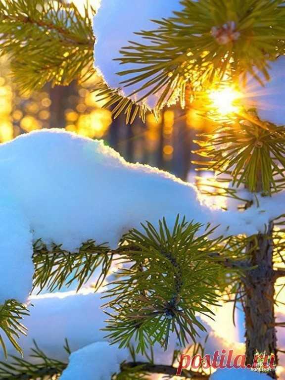Зимний лес в золоте!