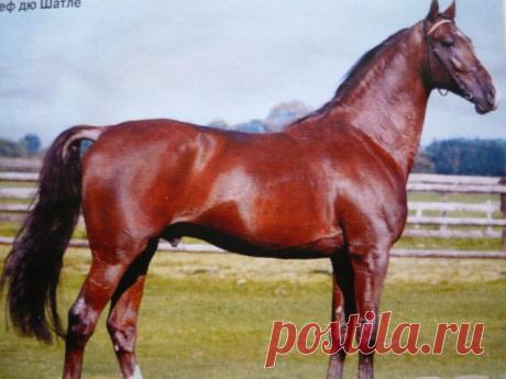 лошади  рысак Франция
