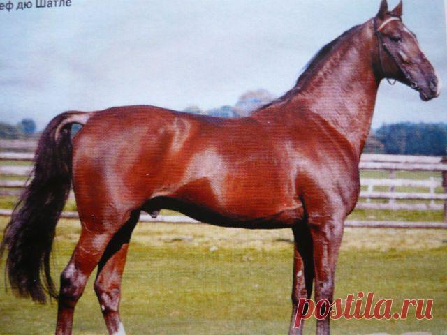 лошади  рысак Франция