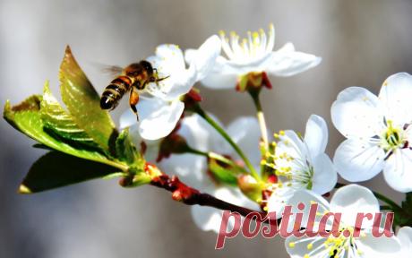 Народные приметы на 28 апреля – Пудов день, Святой Пуд По приметам, 28 апреля рябина и калина почки распускают, а пчеловоды из омшаника выносят пчел. В народном календаре дата получила название Пудов день, Пуд, Святой Пуд.