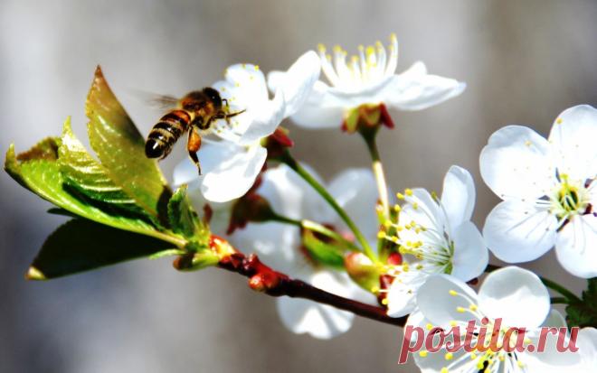 Народные приметы на 28 апреля – Пудов день, Святой Пуд По приметам, 28 апреля рябина и калина почки распускают, а пчеловоды из омшаника выносят пчел. В народном календаре дата получила название Пудов день, Пуд, Святой Пуд.