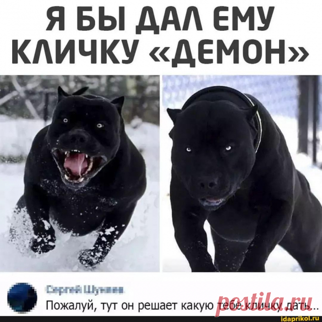 Я БЫ ДАЛ ЕМУ КЛИЧКУ "ДЕМОН" Пожалмй. он решает какую тебе кличку лать... - ) / АйДаПрикол .)
