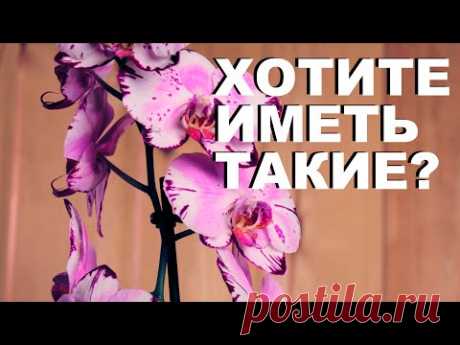 Хотите иметь такие Орхидеи, тогда сделайте удобрение для орхидей из золы.