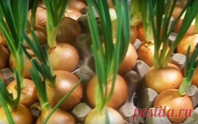 Как вырастить лук на подоконнике