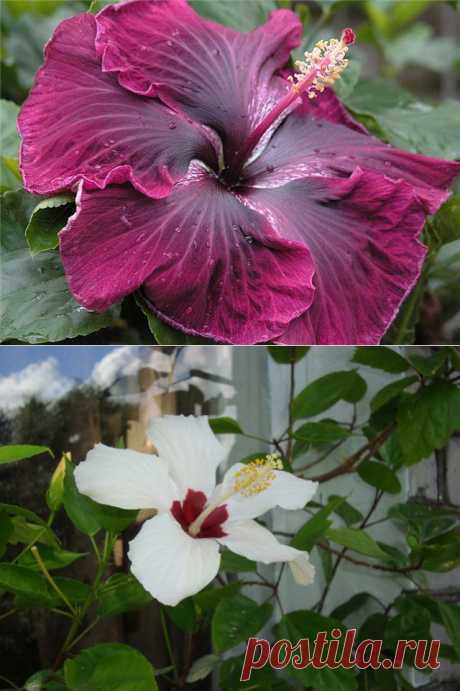 Гибискус – китайская роза | РОЗЫ