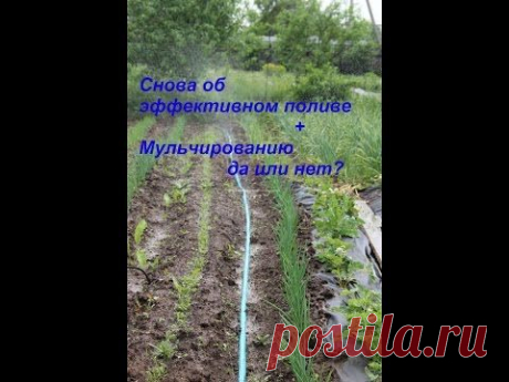 Полив &quot;Туманом&quot; + Мульчированию да или нет?