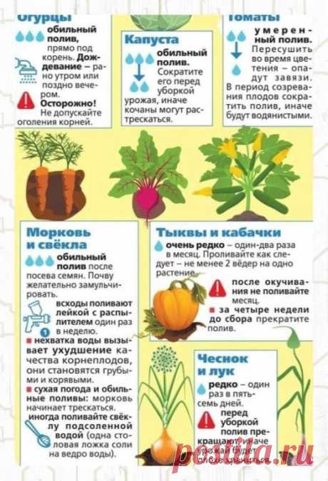 Когда и как часто поливать популярные овощные культуры
#полезныесоветыдачникам #огород #какполиватьовощи