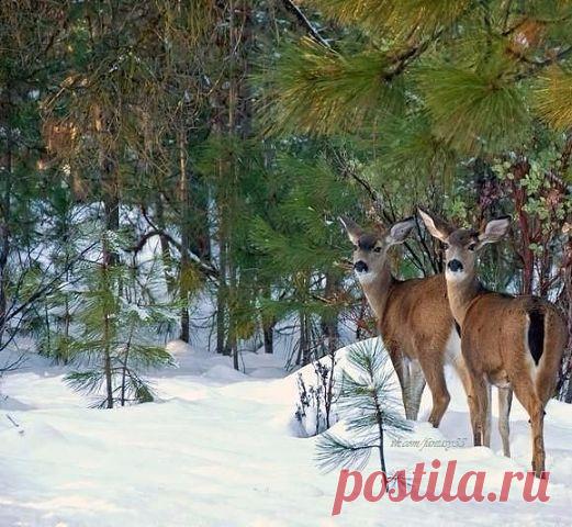 Комментарии к теме