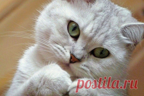 Фотографии кошек, которые достойны восхищения! | Дай лапку