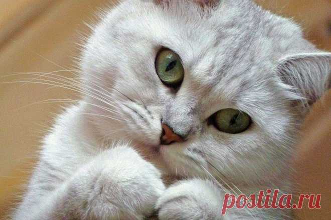 Фотографии кошек, которые достойны восхищения! | Дай лапку