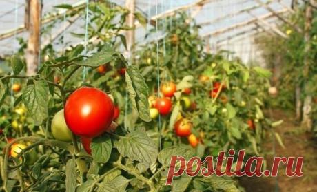 10 ПРАВИЛ при выращивании томатов!

Даже в самой простой теплице – плёночной, необогреваемой – помидоры вырастают крупнее и слаще, чем на грядке без укрытия. К тому же и созревают раньше. Если соблюдать агротехнику последовательно, в десять приёмов, то среднеспелые сорта могут созреть к празднику Спаса.

1. Первым делом вырастить хорошую, крепкую рассаду. Лучше сеять в отдельные горшочки. Если посеяли в ящик, то распикируйте прямо в грунт теплицы с расстоянием 15 см между ...