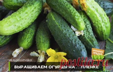 ВЫРАЩИВАЕМ ОГУРЦЫ НА…ПЛЕНКЕ