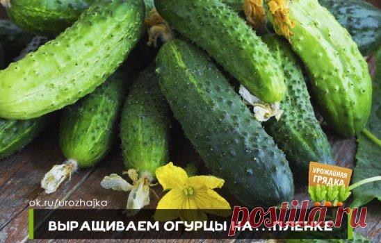 ВЫРАЩИВАЕМ ОГУРЦЫ НА…ПЛЕНКЕ