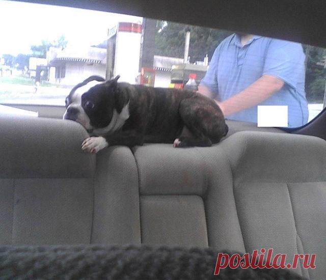 Домашние питомцы, которые не любят посещать ветеринара