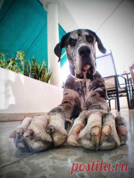 great dane.