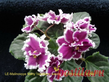 AFRICAN VIOLET LEAF LE- MALINOVYYE VOLNY (raspberry waves) UKRAINIAN | eBay