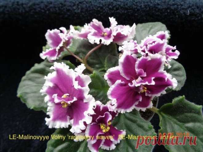 AFRICAN VIOLET LEAF LE- MALINOVYYE VOLNY (raspberry waves) UKRAINIAN | eBay