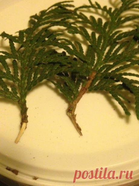 Черенкуем хвойники – сажаем то, что не можем купить. | Наша дача