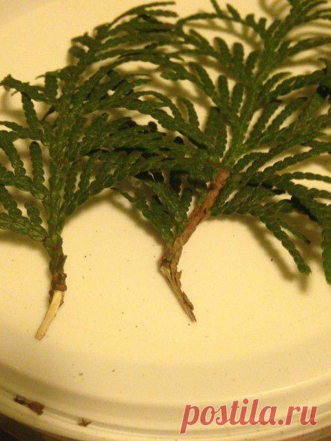 Черенкуем хвойники – сажаем то, что не можем купить. | Наша дача