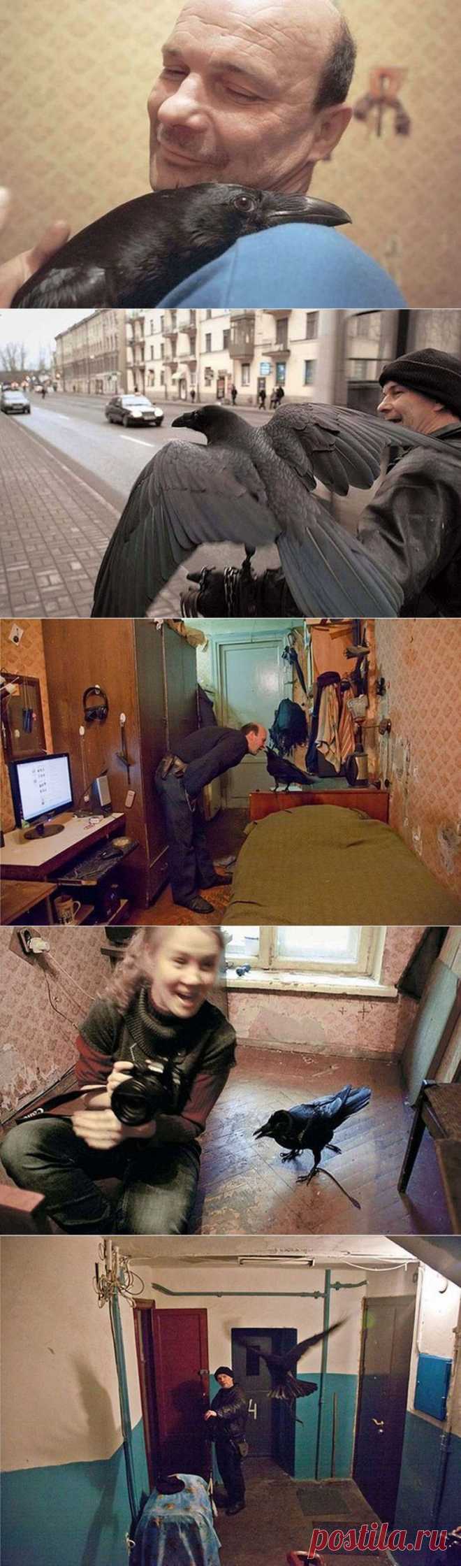 Ворон - друг человека / Питомцы