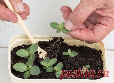 (32) Одноклассники