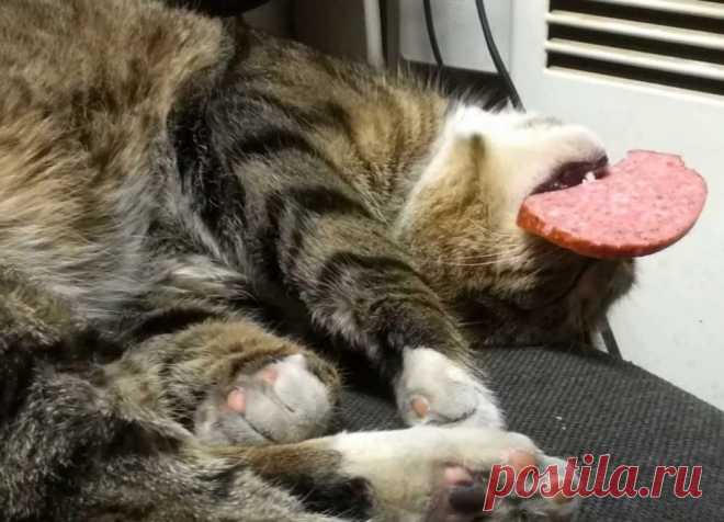 Котоматрица - хвостатые воришки / Болталка / Юмор