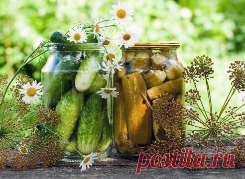 Соленые, консервированные огурцы: 8 рецептов Шустрый Повар | Рецепты | Кулинария: Соленые, консервированные огурцы: 8 рецептов.огурцы соленыеПрактически в каждой семье есть свой ...