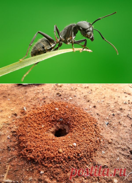 Муравьи: эффективные методы борьбы с муравьями