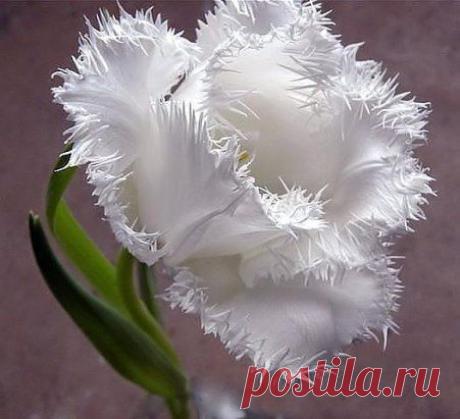Не опускайте руки - это временно! И приглядитесь, рядом с Вами тот, Кто примет Ваши беды и уверенно... Вас за руку до счастья доведёт. Душевной травме не давайте повода ... Корнями прорасти у Вас в груди. И пусть Ваши сердца не знают холода - Уйдут все беды... Счастье - впереди! Храни Вас Бог! Вы заслужили это!