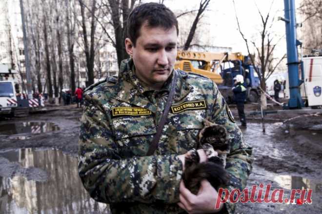Три истории спасенных кошек в Волгограде | v1.ru Волгоград