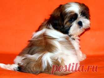 Помет О - HASHANAH HOT N SPICY + CHESVET LINE ZIPPY FUNNY GIRL