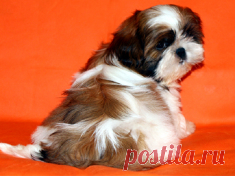 Помет О - HASHANAH HOT N SPICY + CHESVET LINE ZIPPY FUNNY GIRL