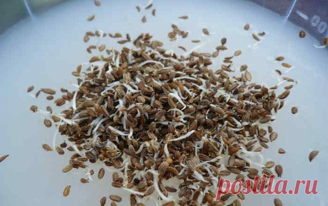 СЕЕМ МОРКОВЬ В КИСЕЛЕ!
Некоторые огородники смешивают семена моркови с песком и высеивают. А есть народный способ посадки в киселе.
1. Варим из крахмала жидкий кисель, на стакан остывшего киселя берем одну чайную ложку семян моркови, размешиваем и выливаем в заварной чайник.
2. Делаем в земле бороздку, проливаем её теплой водой, а затем выливаем в бороздку кисель с семенами из чайника.
3. Все семена ложатся отдельно друг от друга, остаётся засыпать их землёй.
4. Всходят он...