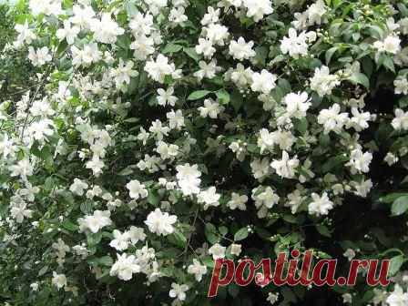 Чубушник (жасмин) выращивание и уход