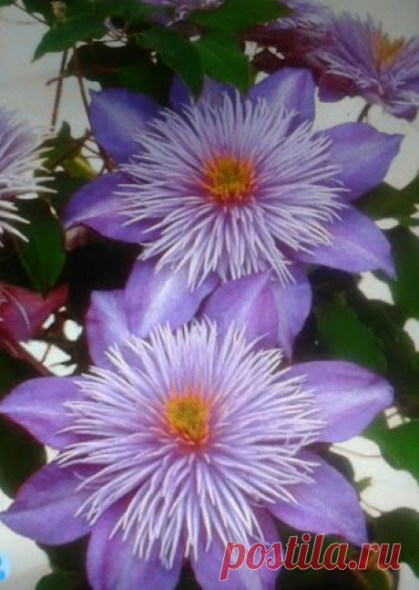 EVERY KIND OF FLOWERS – Сообщество – Google+