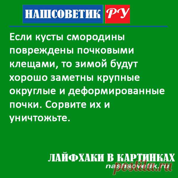 Почковый клещ на смородине. Как бороться зимой? В это время года нужно провести определённые мероприятия, которые помогут от него избавиться.