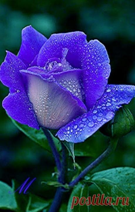 (6) Pinterest
