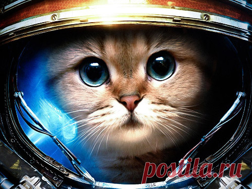 Шуточный гороскоп: какой вы котик по Знаку Зодиака