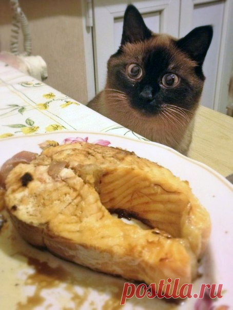 Как выпросить еду у хозяина 
Те, у кого есть домашние питомцы, знают, что иногда прием пищи превращается в пытку! А все потому, животные уверены, что все вкусняшки в доме должны принадлежать только им!Собаки и коты тоже любят ла…