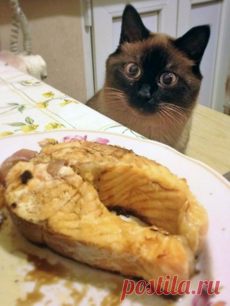 Как выпросить еду у хозяина
Те, у кого есть домашние питомцы, знают, что иногда прием пищи превращается в пытку! А все потому, животные уверены, что все вкусняшки в доме должны принадлежать только им!Собаки и коты тоже любят ла…