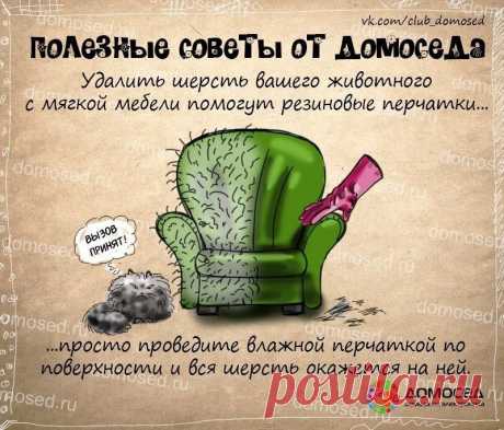 Домосед - Полезные советы от ДОМОСЕДА. Если в квартире кот...